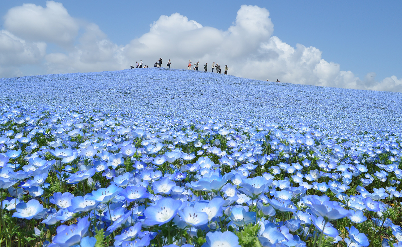 写真：ひたち海浜公園 ネモフィラ