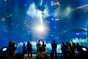 大洗水族館の水槽の前に人が集まる写真