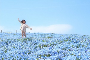 写真：ネモフィラと子ども