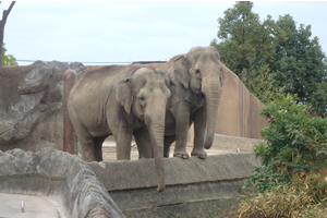 かみね動物園の像が2頭写っている写真