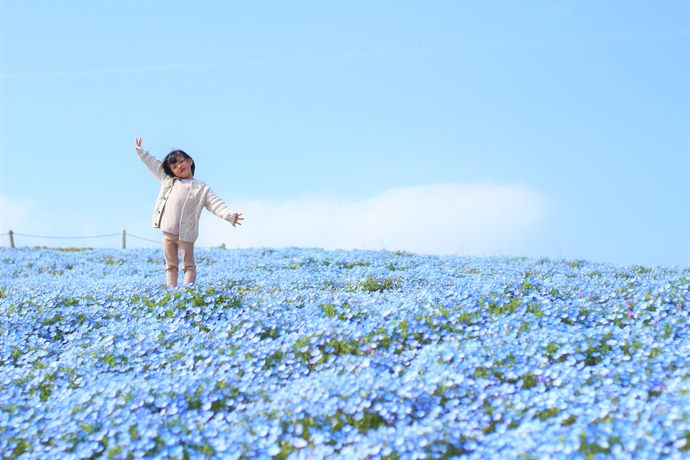 写真：海浜公園ネモフィラと子ども