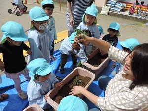 写真：年少児が先生の話を聞いて野菜の苗を友達と一緒に飢えている様子