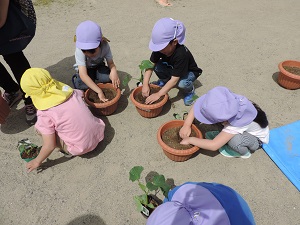 写真：年長児の野菜の苗植えをしている様子