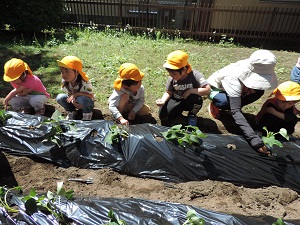 写真：さつま芋の苗を植えた幼稚園児