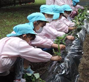 写真：畑で芋の苗を植えている年長組の女児