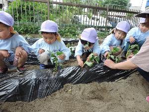 写真：幼稚園の畑で芋苗植えをする年中くみの子ども達