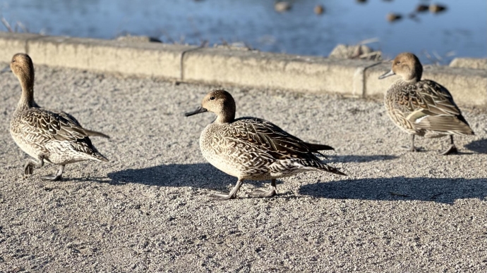 写真：名平洞公園の渡り鳥