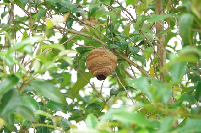 スズメ蜂の巣の写真