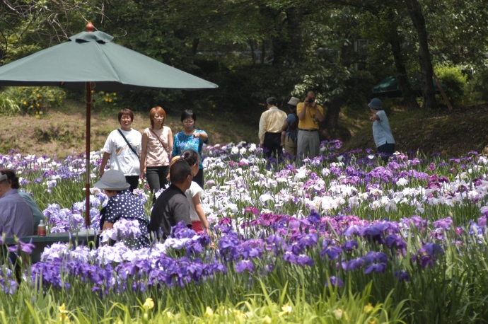 写真：馬渡はにわ公園の菖蒲の花