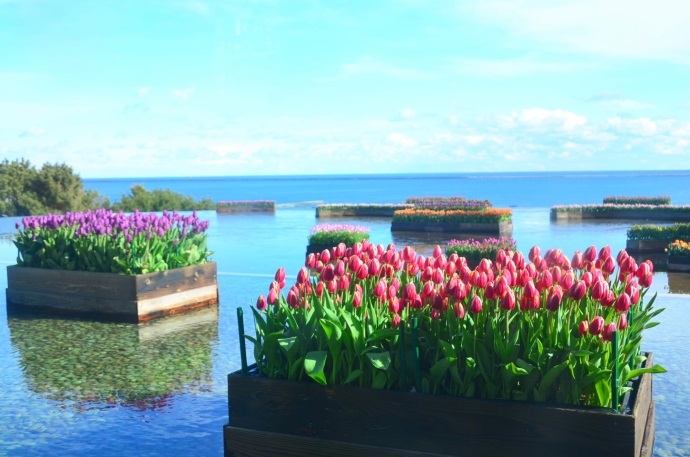 写真：国営ひたち海浜公園に咲くアイスチューリップ