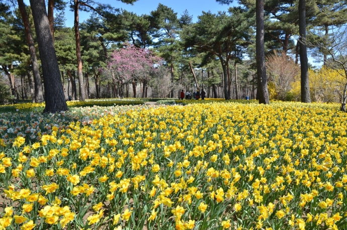 写真：国営ひたち海浜公園に咲くスイセン