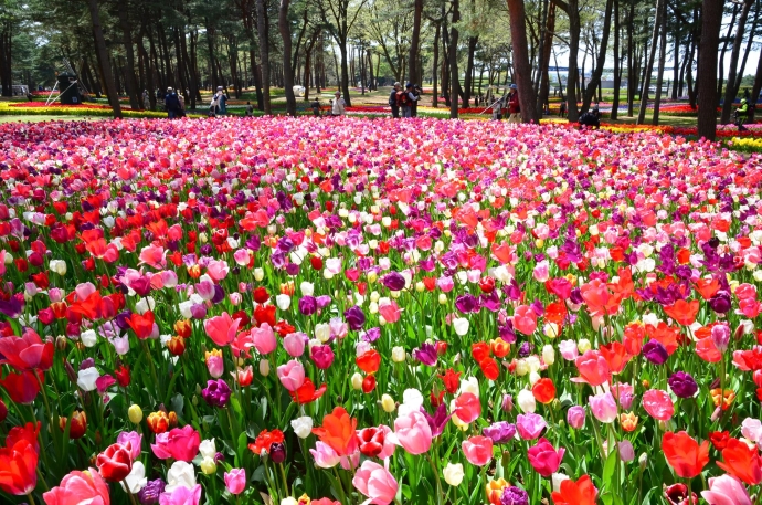 写真：国営ひたち海浜公園に咲くチューリップ