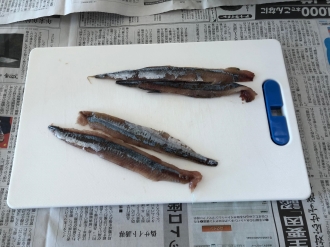 写真:地魚料理教室の様子3