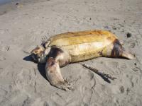 写真：阿字ヶ浦海岸に漂着したオサガメの死骸