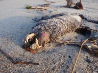 写真：阿字ヶ浦海岸に漂着したオットセイの死骸
