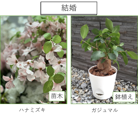 結婚の記念樹 ハナミズキとガジュマルの画像