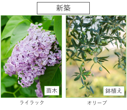 新築の記念樹 ライラックとオリーブの画像
