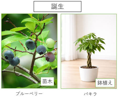 出生の記念樹 パキラとブルーベリーの画像