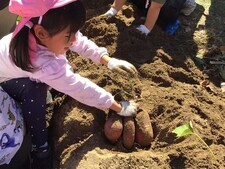 いもほりをする女の子