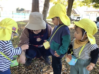 どんぐりたくさん。