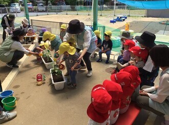 0、1歳児が見守る中、2歳児がプランターにピーマンの苗を植えたり水やりをしている写真