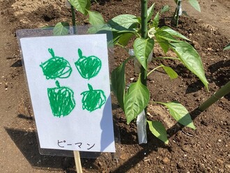 畑に植えた野菜の苗の横に子ども達手作りのピーマンの看板を立てた写真
