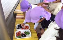 ナス、ピーマン、トマトを収穫する子ども達の写真。