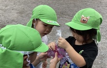 朝顔の花びらで色水を作る子ども達の写真。