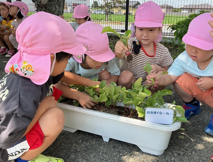 はつか大根の収穫をおこなう3歳児