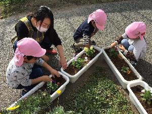 写真：チューリップを植える子ども達