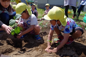 写真：夏野菜の苗を植える子ども達