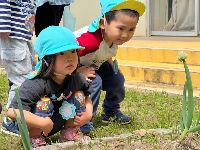 ネギ坊主を見つめる子