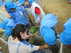 写真：田植えをしています。