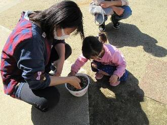 写真：ひまわりの種を植えています。