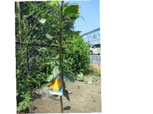 写真：レモンの木を植えました。