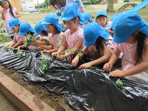 写真：さつまいもを植えました。