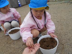 写真：女児が種を蒔くところ