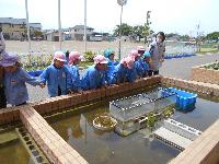 写真：園児が小学校の池を覗いている