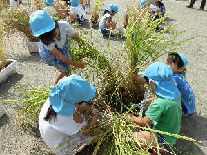写真：稲を刈り取る年長児