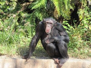写真：神峰動物園のチンパンジー