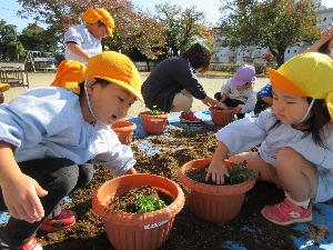 写真：自分たちの植木鉢にピオラの花の苗を植えている3歳児