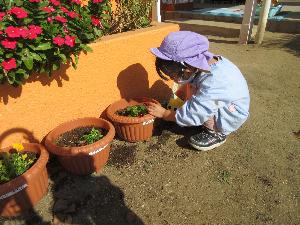 写真：自分で植えた花の苗に水をやっている年中児