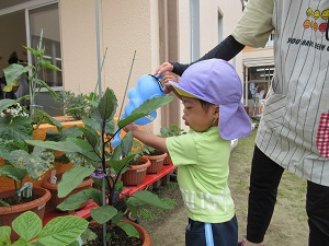 写真：先生と一緒に育てているナスに水やりをする年長男児