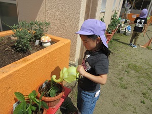 写真：自分が植えた枝豆にじょうろで水やりをする年長女児