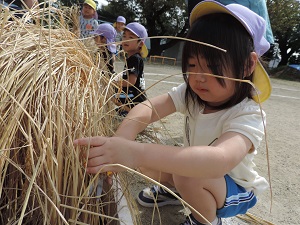 写真：稲を丁寧に刈り取っている年長女児の様子