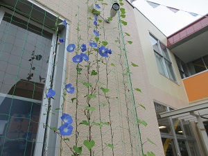 写真：9月の朝顔の様子