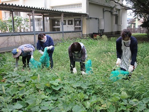 写真：さつま芋の畑の除草をする幼稚園の職員