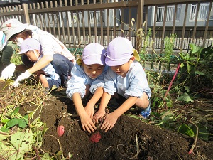 写真：サツマイモを素手で丁寧に掘っている年長男児2人組