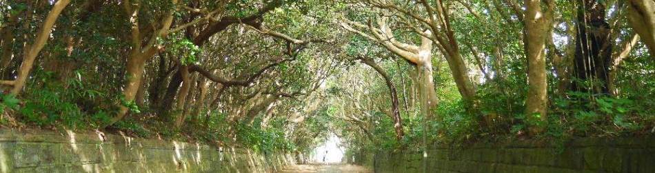 写真：酒列磯前神社の樹叢