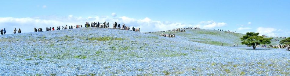 写真：国営ひたち海浜公園ネモフィラ